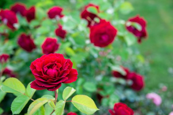 Rose Planting in Aurora