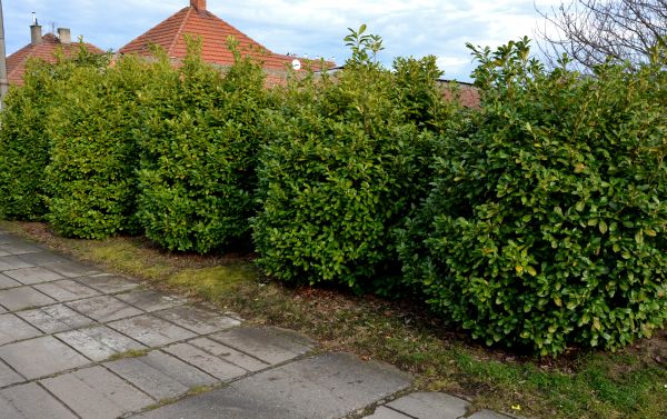 Privacy Shrub Installation in Aurora