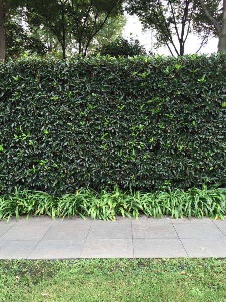 Privacy Shrub Planting in Aurora