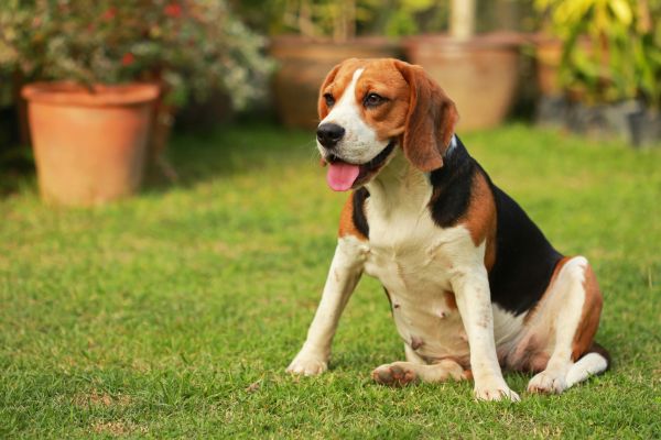 Dog Friendly Landscaping in Aurora