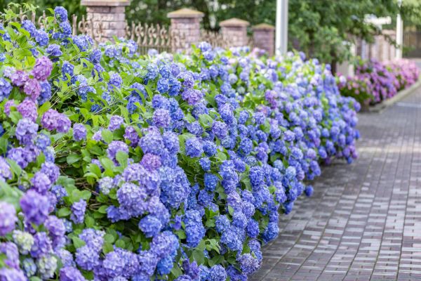 Hydrangea Landscaping in Aurora