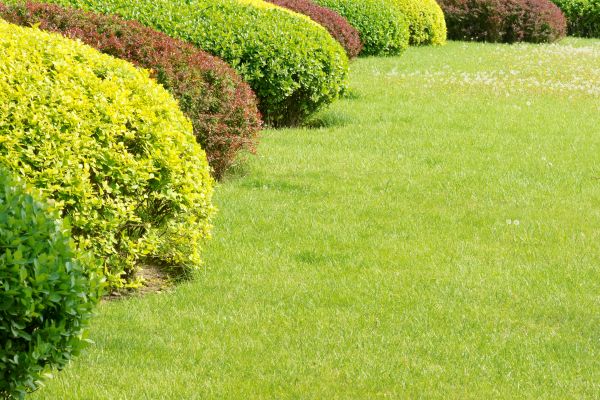 Shrubbery Planting in Aurora