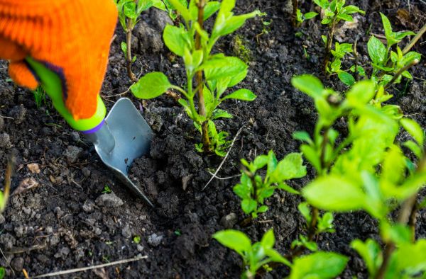 Hydrangea Planting in Aurora