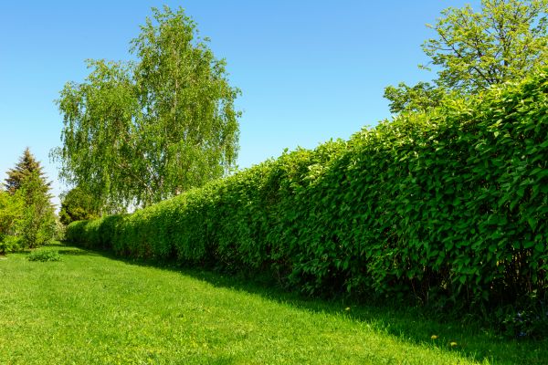 Hedge Replacement in Aurora