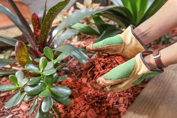 Cedar Mulch Installation in Aurora