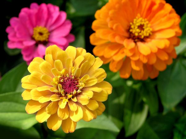 Zinnia Planting in Aurora