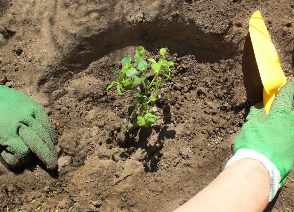 Rose Bush Planting in Aurora