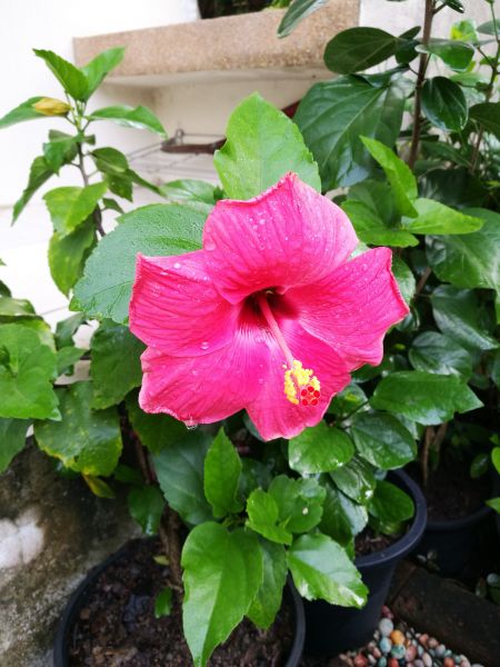 Hibiscus Planting in Aurora
