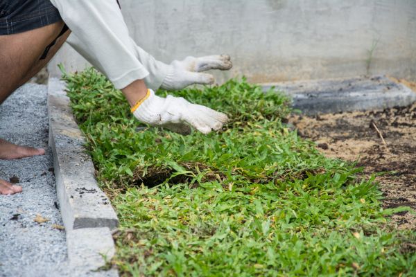 Ground Cover Planting in Aurora