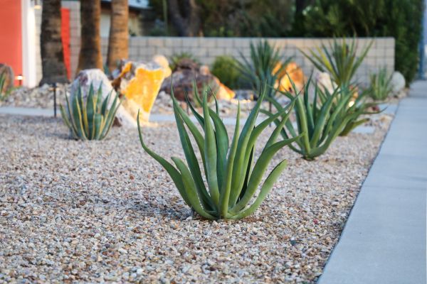 Drought Resistant Landscaping in Aurora