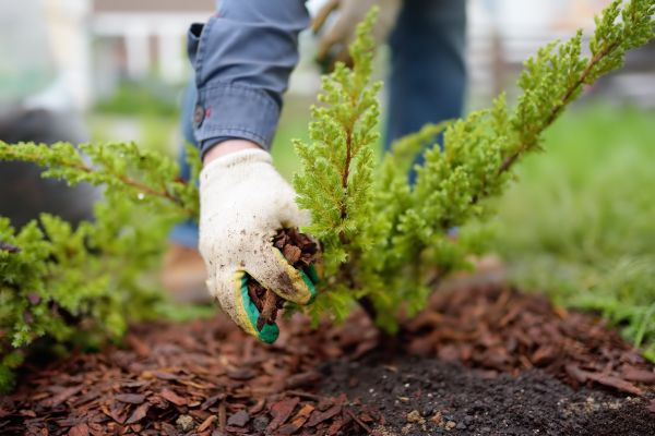 Church Mulching in Aurora