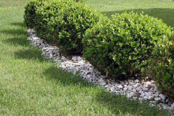 Boxwood Planting in Aurora
