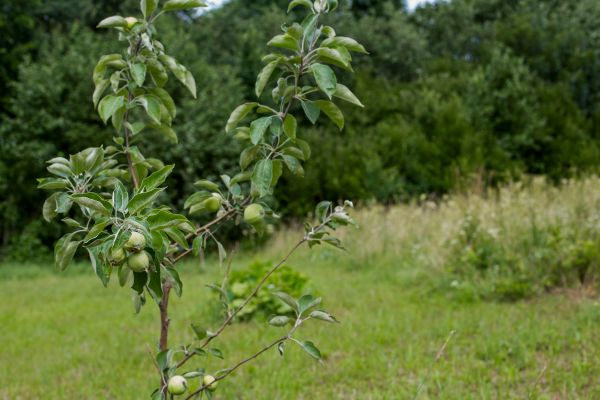 Apple Tree Planting in Aurora