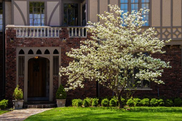Dogwood Tree Planting in Aurora